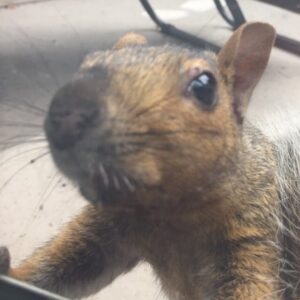 Rachel Osborne Instagram - My new friend 🐿🐿🐿