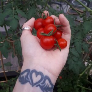 Rachel Osborne Instagram - Thank you garden :)
#giftsfromearth #tomatoes #plants #grow #garden #growth #nature #wowie