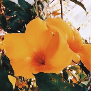 Rachel Osborne Instagram - Couple pf pretty ones. #flowersoftheday #flowers #flower #petals #petal #beautiful #canaryyellow #garden #grow #growth #green #greenery #plants #plant #garden #gardens #colorful #color
