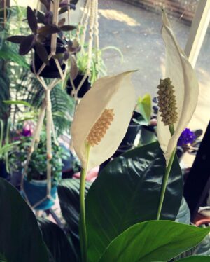 Rachel Viccaji Instagram - Peace Talks.  #peacelilyblooms
