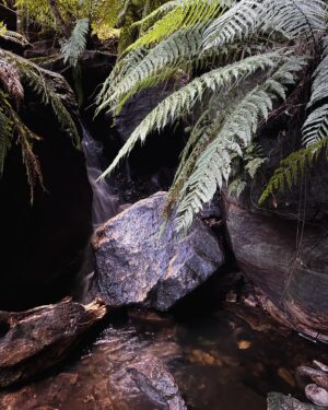 Rae Johnston Instagram - Moments from today’s Grand Canyon bushwalk 🤎 

This is one of the most popular walks in the mountains, so getting on track on a weekday means I’m not queuing instead of hiking 😂

#bluemountains #grandcanyon #darugcountry