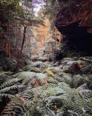 Rae Johnston Instagram - Moments from today’s Grand Canyon bushwalk 🤎 

This is one of the most popular walks in the mountains, so getting on track on a weekday means I’m not queuing instead of hiking 😂

#bluemountains #grandcanyon #darugcountry