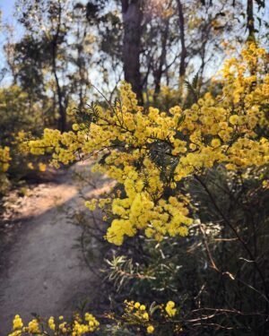 Rae Johnston Instagram - Moments from today’s Grand Canyon bushwalk 🤎 

This is one of the most popular walks in the mountains, so getting on track on a weekday means I’m not queuing instead of hiking 😂

#bluemountains #grandcanyon #darugcountry