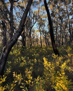 Rae Johnston Instagram - The Fairfax Heritage Track, George Philips Lookout, Govett’s Leap, Pulpit Rock Track, Taylor Falls, Pope’s Glen Track Loop 🤎 

This morning’s walk was stunning. Love my backyard! #darugcountry