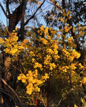 Rae Johnston Instagram - The Fairfax Heritage Track, George Philips Lookout, Govett’s Leap, Pulpit Rock Track, Taylor Falls, Pope’s Glen Track Loop 🤎 

This morning’s walk was stunning. Love my backyard! #darugcountry