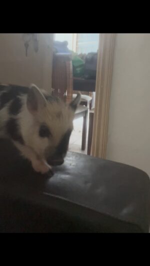 Rafael Queiroz Instagram - Bem vinda Grace O’Malley !!! Começa agora uma jornada com essa nova integrante da família. 
@minipigsbr