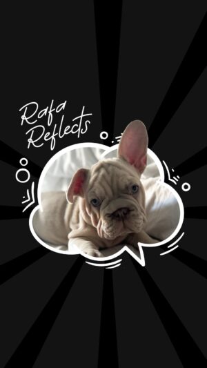 Rafaela Covas Instagram - #rafareflects

A weekly (or so so…) share of doubts, questions, challenges, confessions or everything in between.

This week… Amelia vs. Juli 

•

#puppyproblems #puppy #puppylove #puppylife #puppygram #puppydog #newpuppy #dogproblems #dog #doglover #dogsofinstagram #doglovers #doglife #dogs #twodogs #dogsworld #doghelp #help #dogownerproblems #dogownerlife #puppyhelp #dogtrainer #dogtrainingadvice #dogtrainingtips