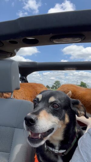 Randy Flagler Instagram - A #Jeep full of dogs.
