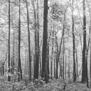 Randy Havens Instagram - Please picture me in the trees