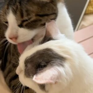 Ranran Suzuki Instagram - マロちゃんになった気分（笑）

#猫
#風太くん
#やさしい
#そろそろ密着が心地よい季節となってまいりました🍂