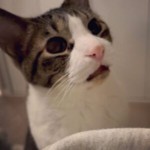 Ranran Suzuki Instagram - 結局猫にとっては名前なんてどうでも良いのかと思ったら‥👀

どうやらそうでもないらしいです（笑）

#猫
#名前
#それなりにこだわりはあるようだ
