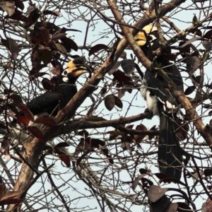 Ranvir Shorey Instagram - “Pehchaan kaun?!” #wildlife #birdspotting