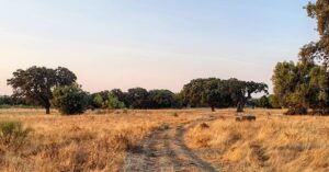 Raphaël de Casabianca Instagram - Savane portugaise #alentejo