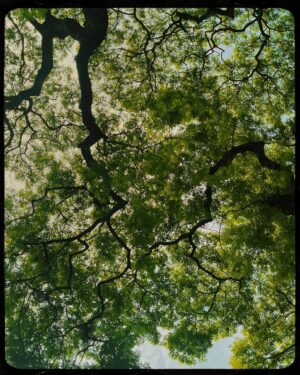Ratanaumnuayshai Boonyakorn Instagram - nature heals