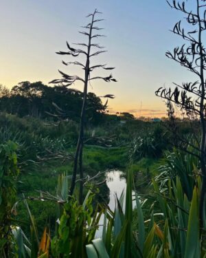 Reanin Johannink Instagram - Farms always anchor me and bring me back into my body in such a present way. Animals, food grown on the land, rainwater. This is such a special farm; at the beginning stages of birthing an incredible community. Felt so yummy being able to walk this land, knowing what it will grow into. #ArikiEstate 💚