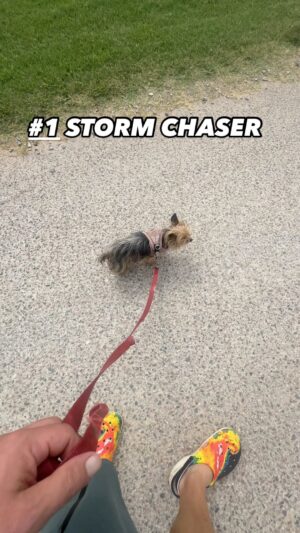 Reed Timmer Instagram - Gizmo the #1 ranked storm chaser is BACK in action!