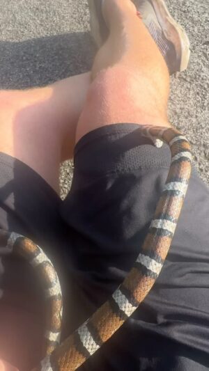 Reed Timmer Instagram - Beautiful milk snake biting my shorts in the Loess Hills of Iowa