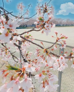 Rena Hasegawa Instagram - 🌸

#たいない桜まつり
#新潟
#胎内市
#桜
#さくら
#🌸