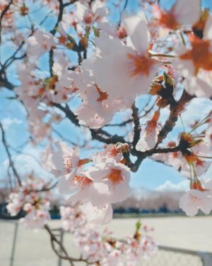 Rena Hasegawa Instagram - 🌸

#たいない桜まつり
#新潟
#胎内市
#桜
#さくら
#🌸
