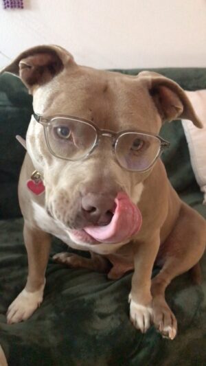 Rena Riffel Instagram - Wilson 🥰👓#choreography 
🐾♥️#pitbullsofinstagram #pitbullmom #rescuedogsofinstagram #cutedogs #supermodel wearing #moscotnyc