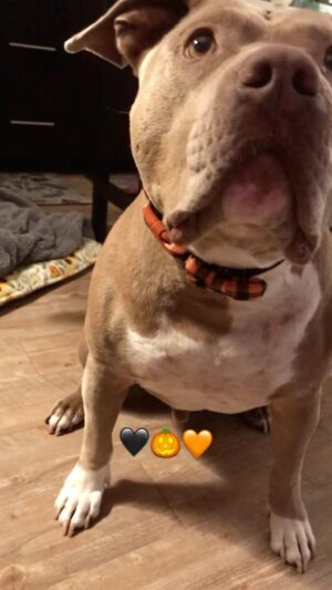 Rena Riffel Instagram - Wilson on Halloween 🖤🎃🧡🐾💤 #pitbullsofinstagram #pitbullmom #rescuedogsofinstagram