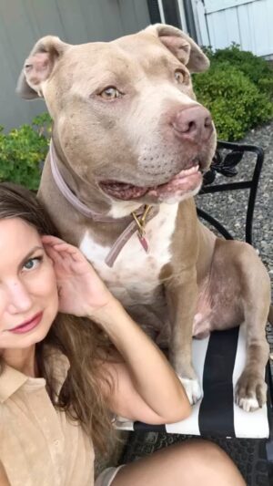 Rena Riffel Instagram - He’s a natural 📸 #dogmodel 🐾♥️ I’m so lucky Wilson likes the camera, since I love to take pictures. 🥰 
#rescuedogsofinstagram #pitbullsofinstagram