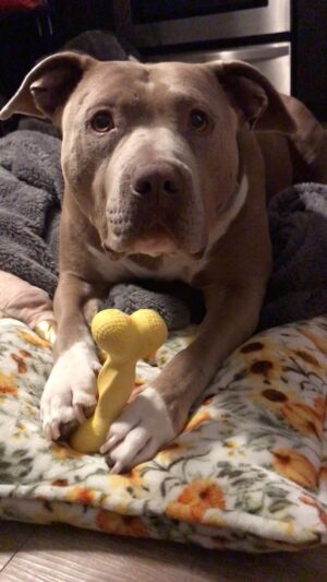 Rena Riffel Instagram - Delicious, a chicken flavored chew toy😋 #pitbullsofinstagram #pitbullmom #rescuedismyfavoritebreed