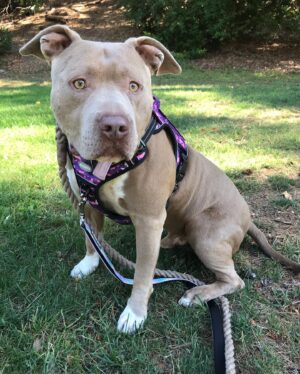 Rena Riffel Instagram - Self-Portraits and Selfies of Wilson the Unicorn Pup and I. It is Wilson and my 1 week   1 day anniversary!! He’s such a sweet pup. I’m the luckiest Dog Mom to have Wilson in my life. He loves the camera, he’s a natural! #rescue #rescuedogsofinstagram #dogmom