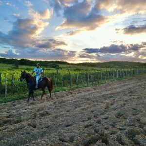 Renan Barão Instagram - Riqueza nós temos aqui na terrinha viu açoita 🐎