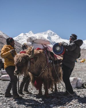 Renan Öztürk Instagram - North side Yak archives. 

@expedition.studios @sonyalpha @natgeo #LostOnEverest #TheGhostsAbove collection