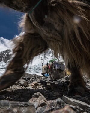 Renan Öztürk Instagram - North side Yak archives. 

@expedition.studios @sonyalpha @natgeo #LostOnEverest #TheGhostsAbove collection