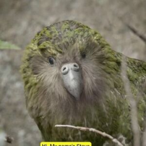 Rhys Darby Instagram - Steve is back. The Kākāpō need to bolster their numbers, and he's their perfect wingman.
#AnimalsInTherapy #Biodiversity #kākāpō #reconnectwithnature