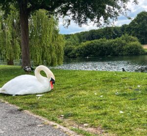 Rhys Olivia Cote Instagram - eeds, Leeds Castle Wye & Faversham!! So fun to see Romaine & Ethan too. #leeds #leedscastle #faversham #lastdayinenglamd #untilnexttime #friends #europe24 #england #wye #england🇬🇧 @romainecoonghecoaching ➡️➡️➡️➡️➡️➡️➡️