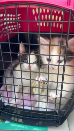 Richard Blais Instagram - Foster kittens for the week… they need nicknames comment below!
