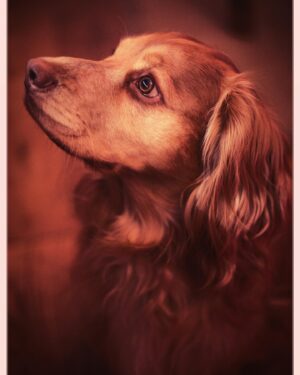 Richard Rankin Instagram - Beautiful beautiful Dog