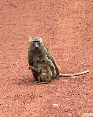 Richard Schiff Instagram - Tanzania just like I pictured.