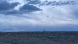 Ricky Schroder Instagram - Had an early brown Calf…whose getting Stronger every time we find him. Which isn’t an easy task since his Momma hides him really well. Watched the Tucker/Putin Talk and have a few questions for the CIA…don’t you? 🇺🇸🙏
