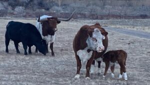 Ricky Schroder Instagram - Had an early brown Calf…whose getting Stronger every time we find him. Which isn’t an easy task since his Momma hides him really well. Watched the Tucker/Putin Talk and have a few questions for the CIA…don’t you? 🇺🇸🙏