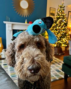 Ricky Wilson Instagram - If you would like to help making a difference for dogs this Christmas, please head to https://www.kennelclubcharitabletrust.org/

Every donation will then be DOUBLED by KCCT’s private donor. Xx