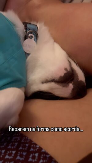 Rita Marrafa de Carvalho Instagram - Este bicho não existe. A forma como dorme, encaixada nas pernas, a ressonar como gente grande e ainda acorda azamboada com a minha pergunta… Canela tem um idoso alcoolizado de 120 quilos dentro dela.