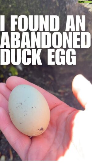Riyadh Khalaf Instagram - What’s the quack!? You can’t see it from the video, but the egg was about three feet away from a busy footpath and car park! From past experience breeding birds, I know once an egg is laid, the mama can’t move it somewhere else to start brooding - the spot where it pops out of her is pretty much where it’ll stay so this little egg would have no chance of survival :( I’m guessing it was a young female with little experience. Loads of eggs from young birds aren’t even fertile but it deserves a chance at life before going back into the wild if it hatches. I’ll post updates soon 🐣