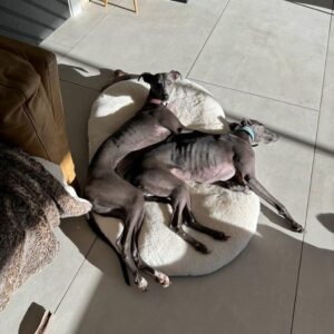 Rob Beckett Instagram - I love my dogs but they CANNOT be trusted around food. Here they are after being caught doing something else naughty. As well as exploring each others bodies, they like jars of jam and honey, which is always GREAT to clean up off the heated floor🤌🍯

This week for my @bbcradio2 show, I want to know about the outrageous things your pet has eaten and somehow lived to tell the tale? (Nothing sad please, keep it light). 

Have they eaten a whole Christmas turkey that was meant for 12 people? Scoffed a birthday cake when no one was looking? Maybe you didn’t even know they’d eaten it till it came out the other end?! 

Pet owners get in touch and be part of the show! 

Comment below or email rob.beckett@bbc.co.uk🚨🚨