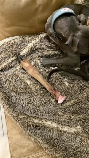 Rob Beckett Instagram - Bit of a surprise when my whippet brought this into the house.🤢 He’s brought a few weird things in over the years, but half a deer leg has got to be up there. 

For my @BBCRADIO2 show next week I’d like to know about the things your dog or pet has brought in from the garden or found on a walk. Maybe they’ve pinched something from the next-door neighbour? Found a bag of cash in the woods? Unburied one of their toys you thought they’d lost forever? 

Whatever it is get in touch! Comment below and one of the team will reach out OR email rob.beckett@bbc.co.uk 🤌🚨