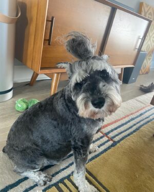 Rob Brown Instagram - @hovathedog doesn’t know what to do with himself. #LA #dog #minischnauzer