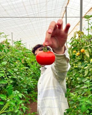 Robert Brosowski Instagram - Wieso, weshalb, warum sind überall Tomaten?
Erfahrt ihr in meinem neuen YouTube Video!🍅😄