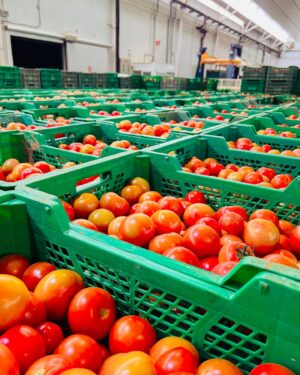 Robert Brosowski Instagram - Wieso, weshalb, warum sind überall Tomaten?
Erfahrt ihr in meinem neuen YouTube Video!🍅😄