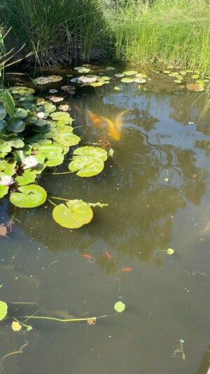 Robert Geiss Instagram - Wir haben neue Fische bekommen und der Teich muss natürlich gereinigt werden und wer macht Carmen. @ robertogeissini @konishi_europe
