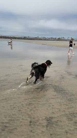 Roberta Blevins Instagram - I took ZsaZsa to Dog Beach in OB and let her off leash for the first time in the wild!

I’ve been really apprehensive about allowing her off leash in open dog spaces because she’s curious, independent and can run 40mph. It always felt way too risky.

So we started going to a local enclosed and size specific dog park just to see what happened. I was pleasantly surprised that while she did explore and interact, she was never too far away and always returned to me. After a few successful outings, I was starting to feel more confident too.

So when our friends invited us down to OB to play in the minus tides, I jumped at bringing ZsaZsa down and seeing what she would do with that much space. She was keeping close and minding the length of her lead, so I decided to be brave and let her go.

SHE WENT WILD.

She had so much fun playing in the waves and meeting new friends! We even had a fun game of chase with a whippet mix! Finally a dog who could keep up with her. 😂 Only one small detour of curiosity, but all in all it was a great, successful off leash day at the beach.

Many, many trips in our future this year!! 🏖️

At dog parks, are you an ON LEASH or OFF LEASH dog owner?

#dogbeach #oceanbeach #obdogbeach