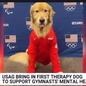 Robi Ludwig Instagram - @nbcnewsnow @joefryernbc and I talk about Beacon, the therapy dog at the US Olympic Gymnastics Trial and how he is changing lives for the better. Studies show therapy dogs reduce stress and their unconditional love and attention changes lives.