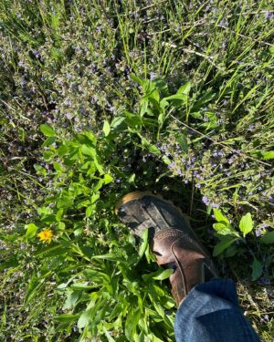 Rochelle Redfield Instagram - Spring footwear in the valley #hudsonvalleyfashiion #usedtowearblahnik #aftertherain